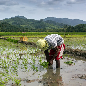 Rice farmer planting transplanted seeds